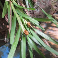 Agrostophyllum zeylanicum Hook.f.